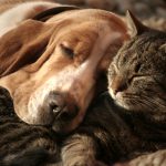 3348095 dog cat 1440 150x150